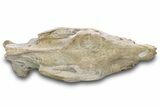 Fossil Running Rhino (Hyracodon) Skull - South Dakota #280259-10